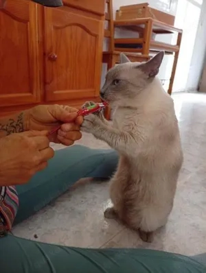 Notfellchen Clara (ALM) Bild 2