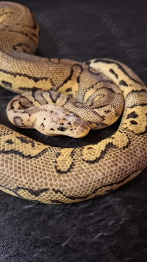 1.0 Pastel Stranger Clown nz 24 .... Königspython   Python Regius 