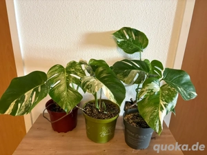 Monstera Deliciosa Albo Variegata Ableger