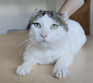 PEDRO- liebt Menschen, verschmust, liebenswert