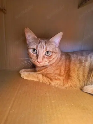 zauberhafte Lulu (ALM) Bild 2