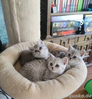 BKH Kitten anfang Dezember abgabebereit 