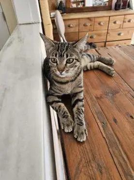 Tigerlady Freya (ALM)