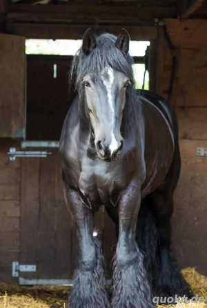 Sanfter und einfühlsamer Mann, 53 Jahre jung sucht Pflegebeteiligung