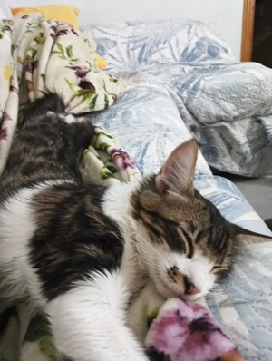 Zauselchen Lucas-Weil-Geretshausen(ALO) Bild 2