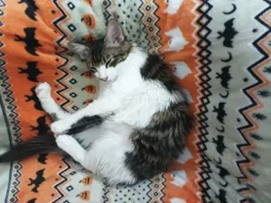 Zauselchen Lucas-Weil-Geretshausen(ALO) Bild 3