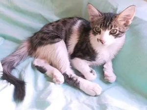 Zauselchen Lucas (ALO)