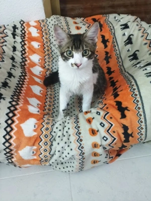 Zauselchen Lucas-Weil-Geretshausen(ALO) Bild 4