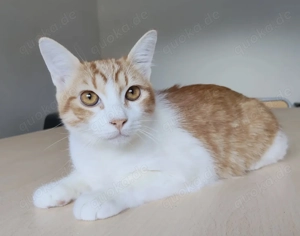 GATINO- aufgeschlossen, verspielt, sozial