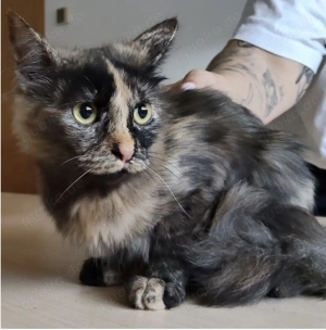 MARIMBA- etwas schüchtern, verspielt, friedvoll Bild 2