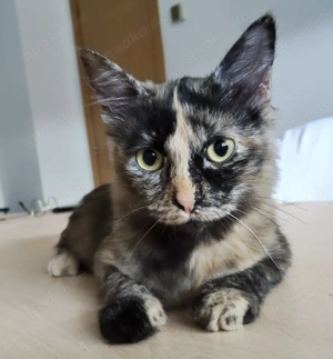 MARIMBA- etwas schüchtern, verspielt, friedvoll