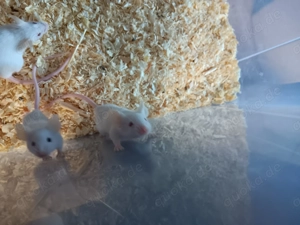 5 Wochen alte Farbmaus Böcke abzugeben 