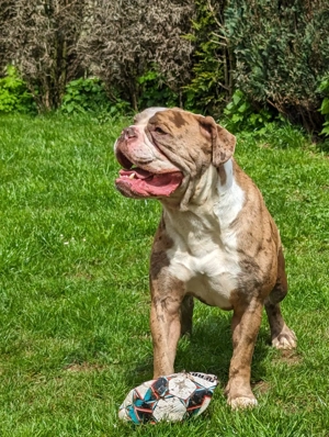 Old Englisch Bulldogge Männchen