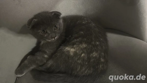 Rassen Mix Babykitten abzugeben zwei Kater zwei Katzen sind abgabebereit 