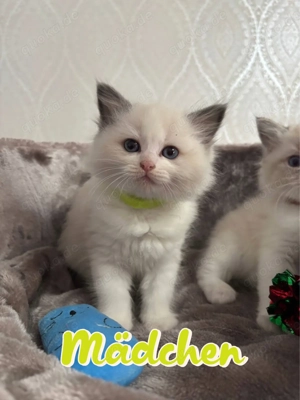 Zauberhafte Ragdoll-Kitten suchen ihr Für-immer-Zuhause 