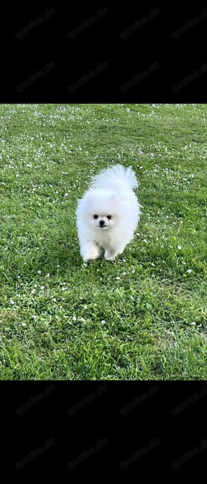 Pomerania  Zwergspitz Reinrassige Welpen Teddybär Poo 12Wochen 