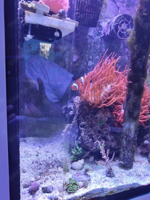 Schöner Anemonenset mit Fische