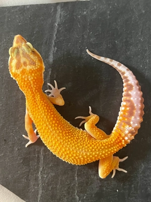 0.1 Tangerine Tremper Albino het. Eclipse Leopardgecko - Eublepharis macularius Weibchen