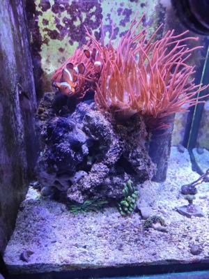 Schöner Anemonen Set mit Fische abzugeben