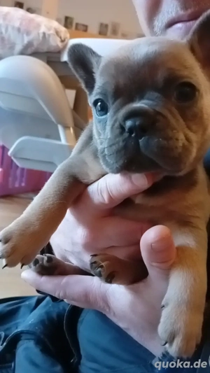 Französische Bulldogge Rüde ab Dezember abzugeben 