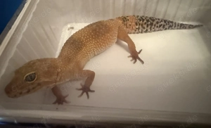 Leopardengecko 0.1 (Hypo Tangerine) 