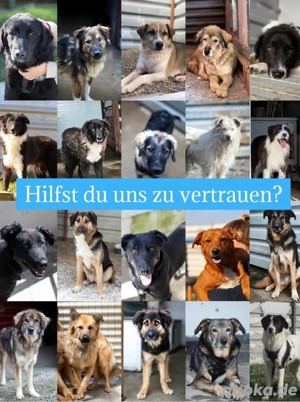 du liebst Hunde? Dann lies bitte diesen Text     