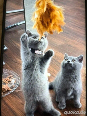 BKH Blau Grau kittens