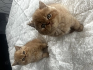 2 Britische Kätzchen zu verkaufen Jungs 