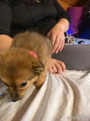 Zauberhafte Chihuahua-Dackel-Havaneser-Spitz Mix letzte Welpe Abzugeben 