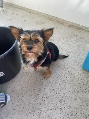 Liebevolle Hündin (Yorkshire Chihuahua-Mix, 2 Jahre) sucht ein schönes Zuhause 