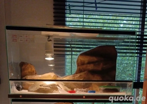 Terrarium Glas mit Rückwand 60x30x30