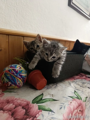 unsere Schmusekätzchen suchen liebevolles zu Hause 