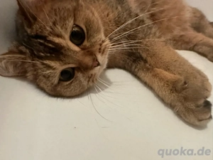 chi chi sucht ein neues zuhause 