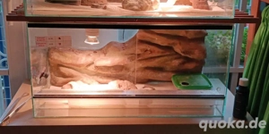 Terrarium Glas mit Rückwand 60x30x30