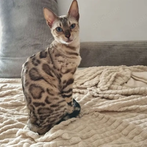 Reinrassige Bengalkatze mit Stammbaum und Zuchtfreigabe 