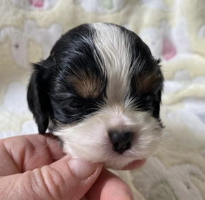 Wunderschöner Cavalier Rüde