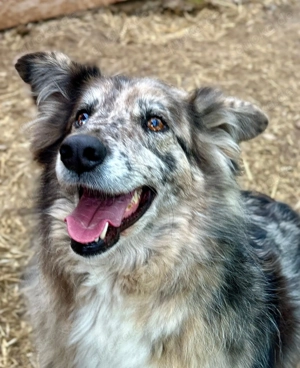 Wunderschöne DAGA sucht ihre Herzensfamilie   