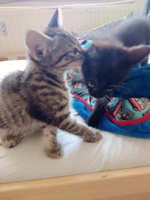 Geburtsname: Lady  -  Siam Mix 