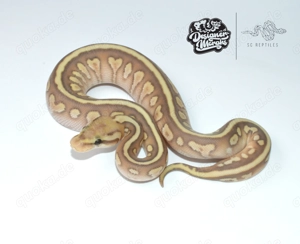0.1 Mahogany Spotnose Black Pastel Coral Glow Lesser 100% Het Clown, Königspython 