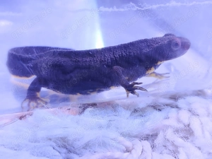 Feuerbauchmolch,   Schwertschwanzmolch,   Molch,   Cynops ensicauda