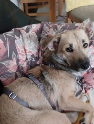 Lui will endlich Gras spüren - auf PS