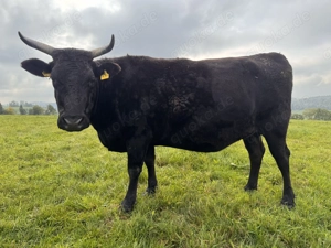 Bio 100 % Fullblood Wagyu-Herde   12 Tiere, DNA-Zertifikat, Weidehaltung Bild 8