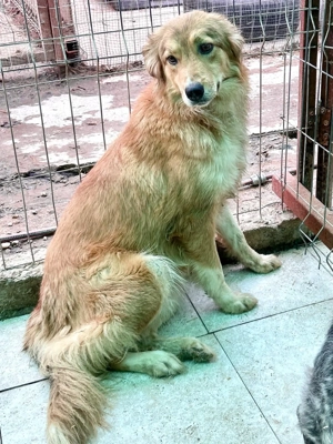 Hermine will raus aus dem öden Tierheim Bild 7