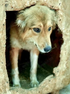 Hermine will raus aus dem öden Tierheim