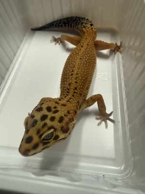 Leopardengecko 0.1 (Bold Tangerine Electric Tangerine?)