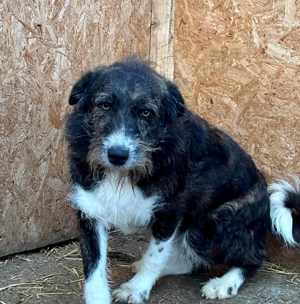 NERO sucht liebe Menschen - Schwester Nora ist vermittelt