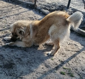 NOTFALL: Clara ist blind und fühlt sich schrecklich verloren im Zwinger  Bild 9