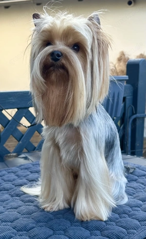 Yorkshire Terrier Rüde