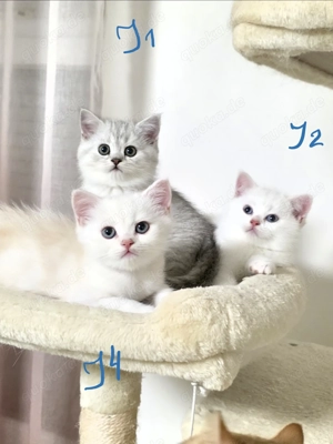 BKH   BLG Kitten abgabebereit mit Kaufvertrag, Papa mit Stammbaum 