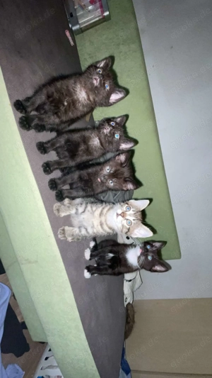 Geburtsname Klümpchen  -  Siam Mix 